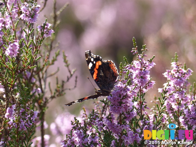 FZ020370 Red Admiral (Vanessa atalanta) on Heather (Calluna vulgaris)